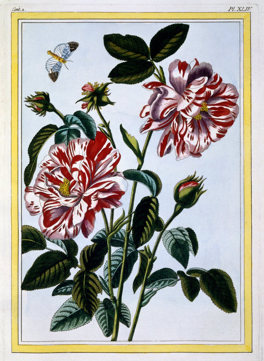 Englannin kirjava ruusu; luultavasti itse asiassa Rosa Gallica, n. 1766 (käsinvärinen kaiverrus) tekijältä Pierre Joseph Buchoz