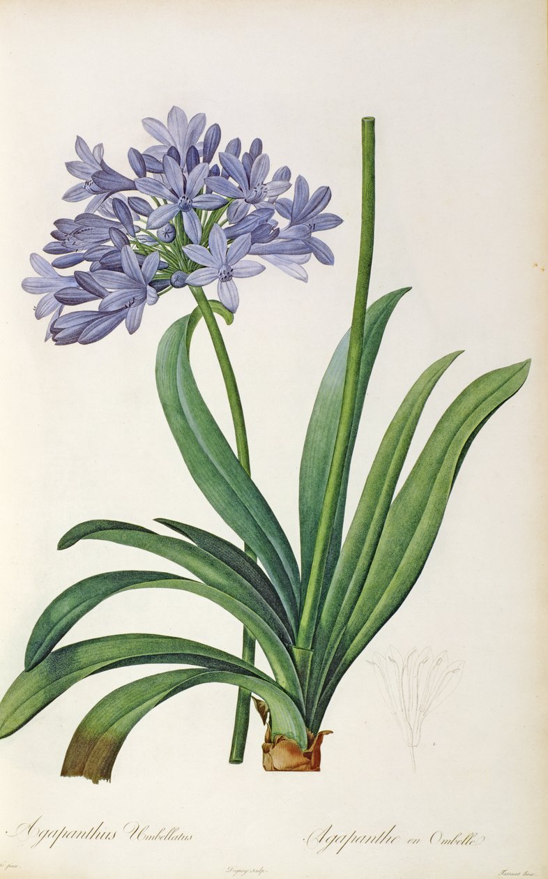 Agapanthus umbrellatus, Pierre Redouten teoksesta "Les Liliacees", 8 nidettä, julkaistu 1805-16, tekijältä Pierre Joseph Redouté