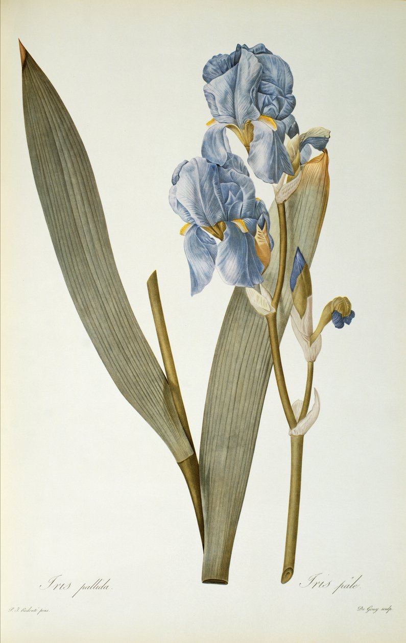 Iris Pallida, elokuvasta "Les Liliacees", 1812 tekijältä Pierre Joseph Redouté