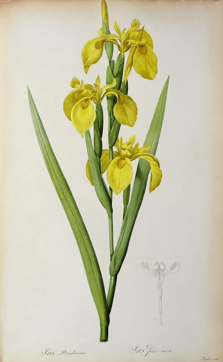Iris Pseudacorus, Les Liliaceesista, 1805 tekijältä Pierre Joseph Redouté