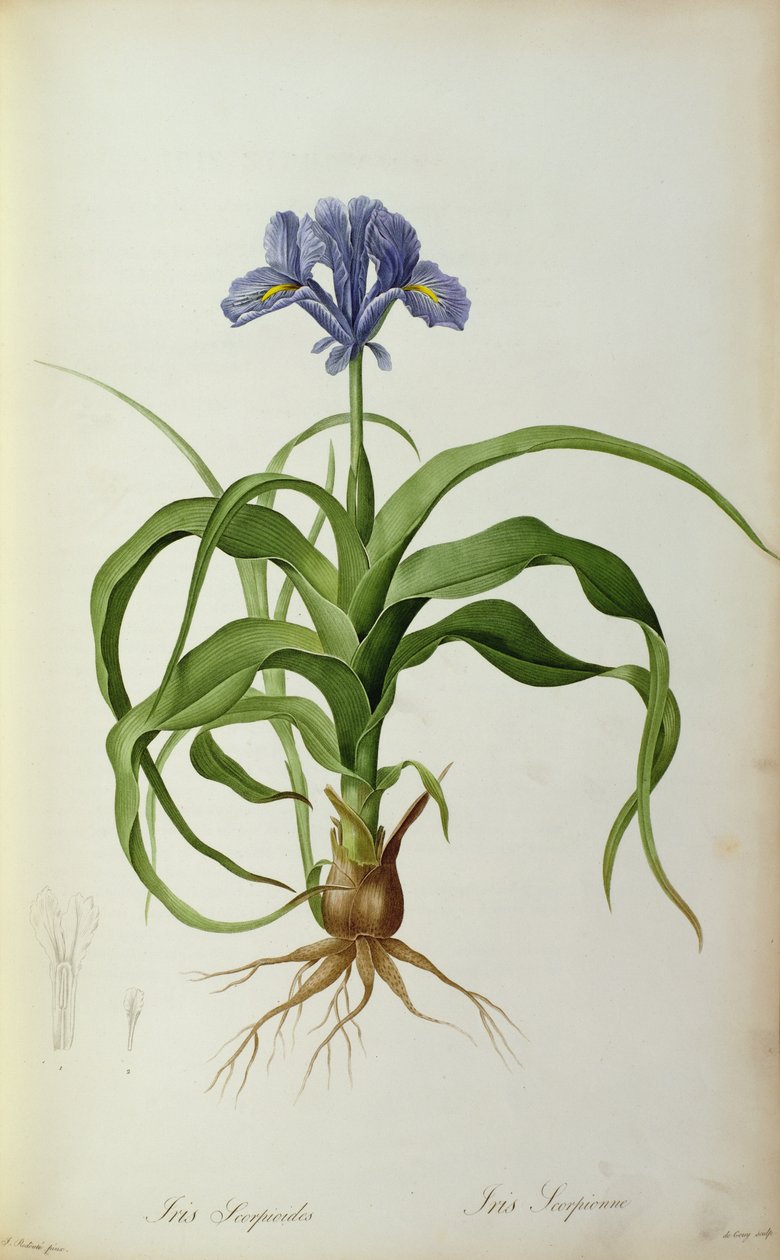 Iris Scorpioides, elokuvasta "Les Liliacees", 1805 tekijältä Pierre Joseph Redouté