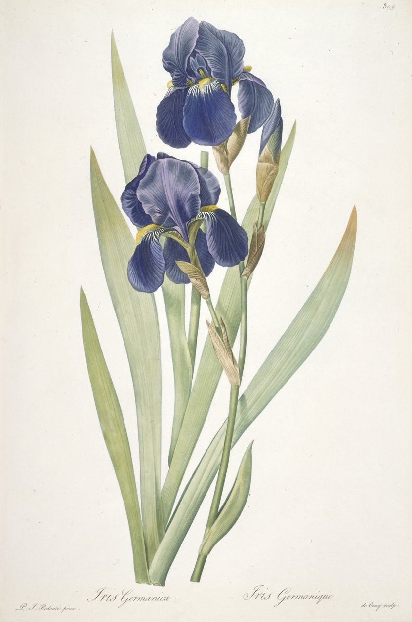Iris germanica (parrakas iiris), 1812 tekijältä Pierre Joseph Redouté