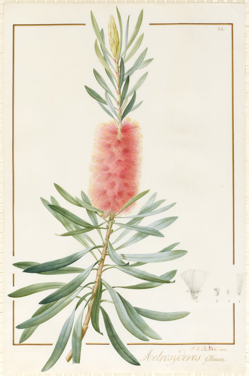 Metrosyderos Glauca, 1812 (wc ja vartaloväri grafiitin päällä perunakalvolla) tekijältä Pierre Joseph Redouté