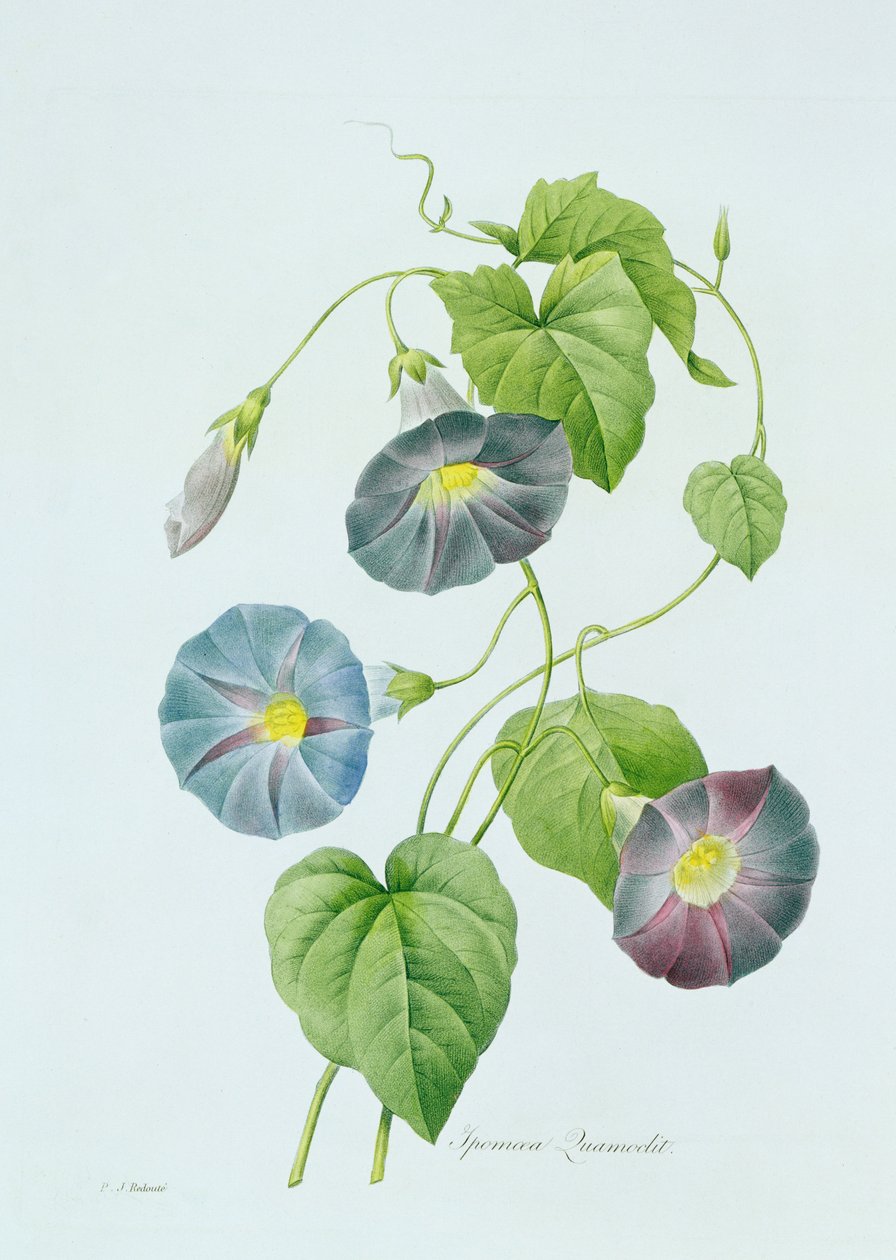 Morning Glory (värikaiverrus) tekijältä Pierre Joseph Redouté