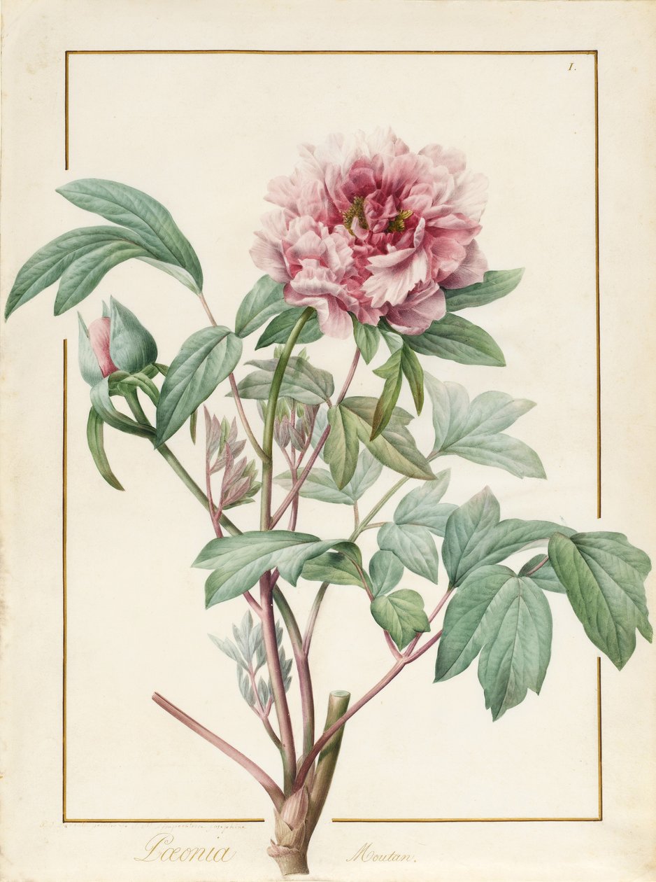 Paeonia Montan (grafiitti ja wc perunalla) tekijältä Pierre Joseph Redouté