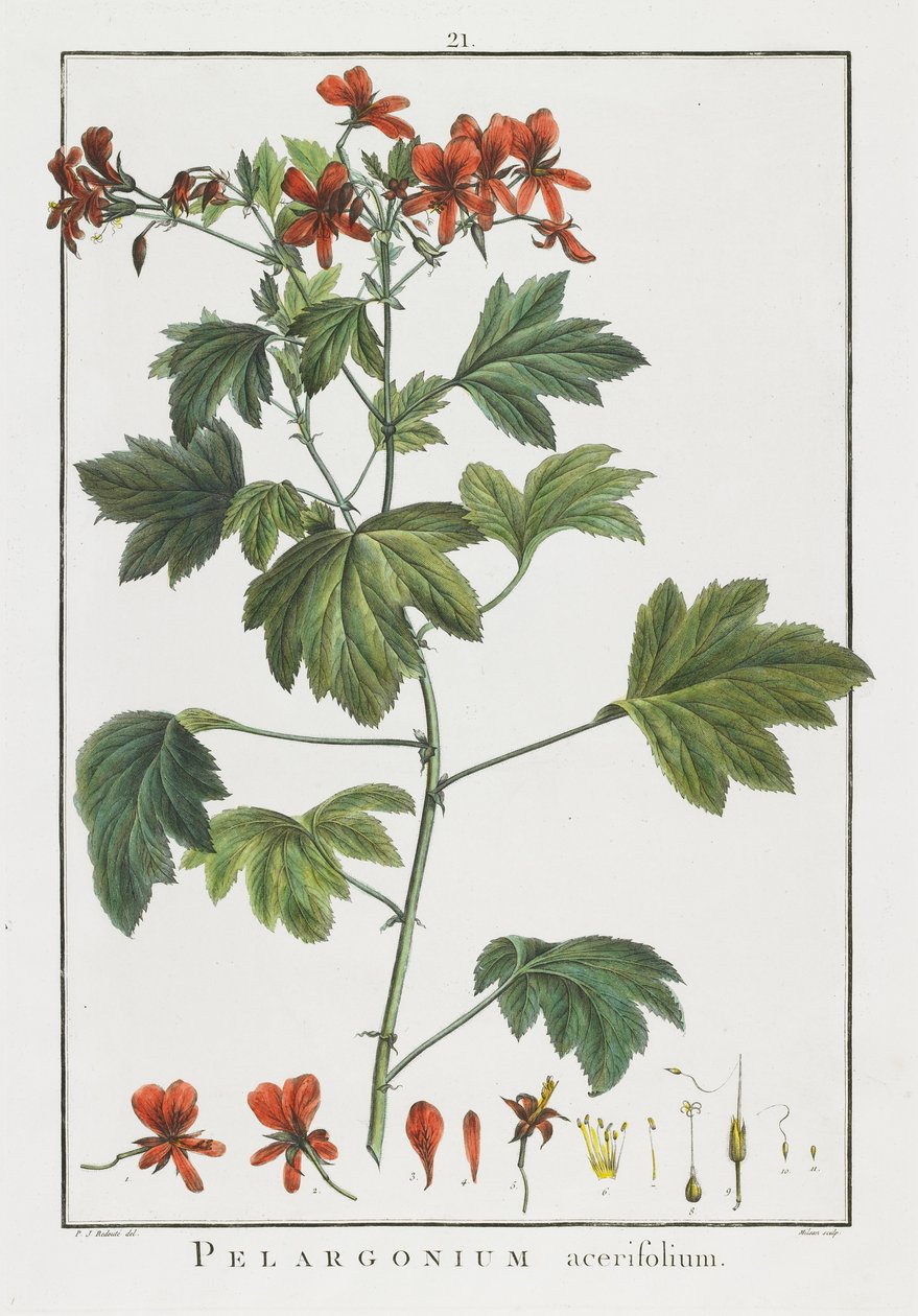 Pelargonium acerifolium, Geraniologiasta tai Erodiin, Pelargoniin, Monsonian ja Grielin historiasta, kuvitettu ikoneilla, 1787-1788 tekijältä Pierre Joseph Redouté