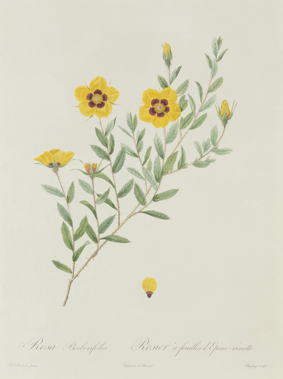 Rosa Berberifolia tekijältä Pierre Joseph Redouté