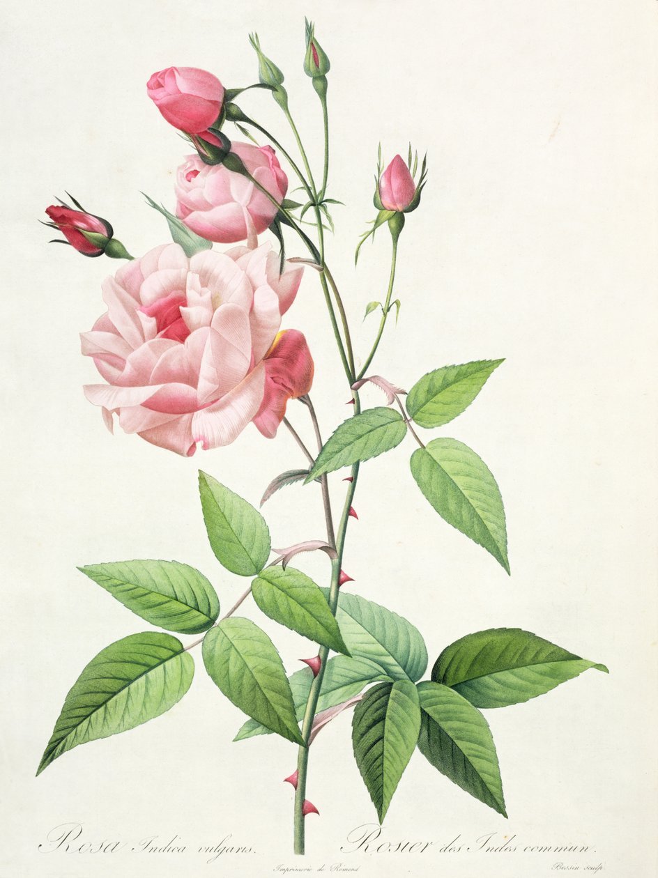 Rosa Indica Vulgaris, kaiverrus Bessin, Les Roses, Vol II, 1821 (värillinen litografia tekijältä Pierre Joseph Redouté