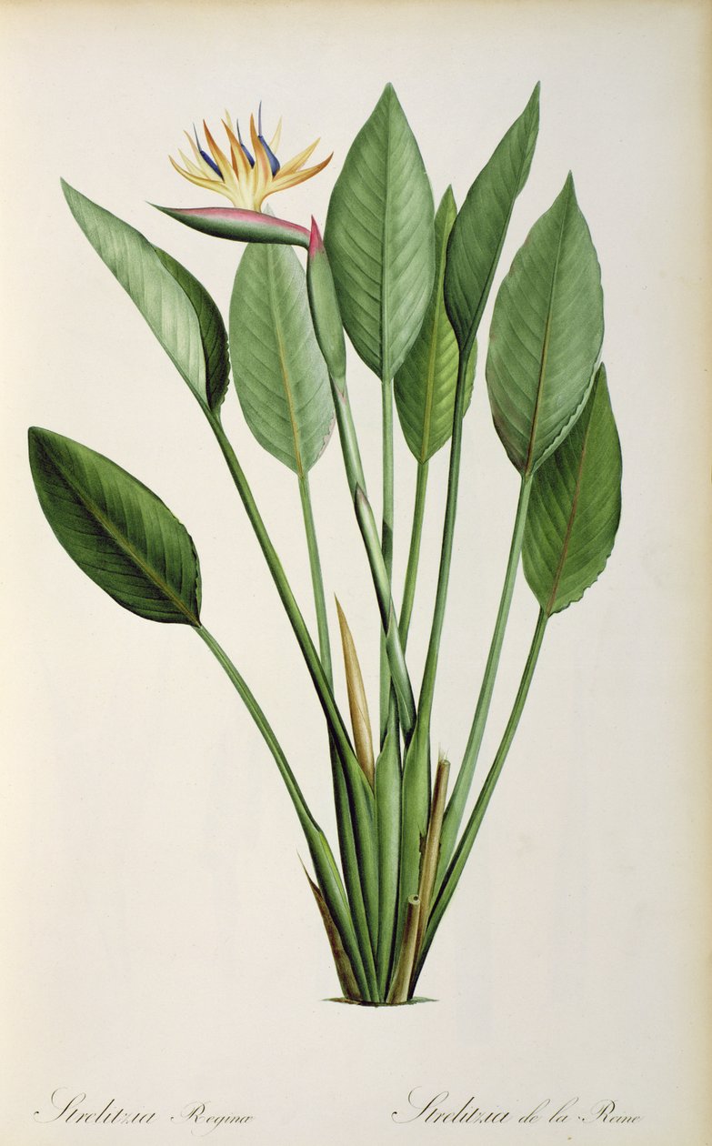 Strelitzia Reginae, "Les Strelitziaceae" tekijältä Pierre Joseph Redouté