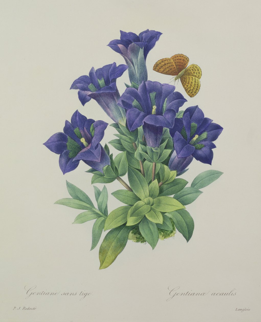 Gentiana acaulis (trumpettientsiaani), Langlois