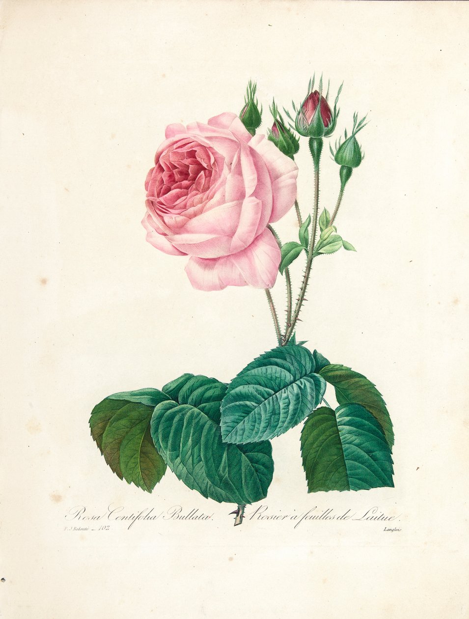 Rosa Centifolia Bullata, kaiverrettu Langlois, teoksesta "Kauneimpien kukkien ja kauneimpien hedelmien valinta", voi. I, 1827-33 tekijältä Pierre Joseph Redouté