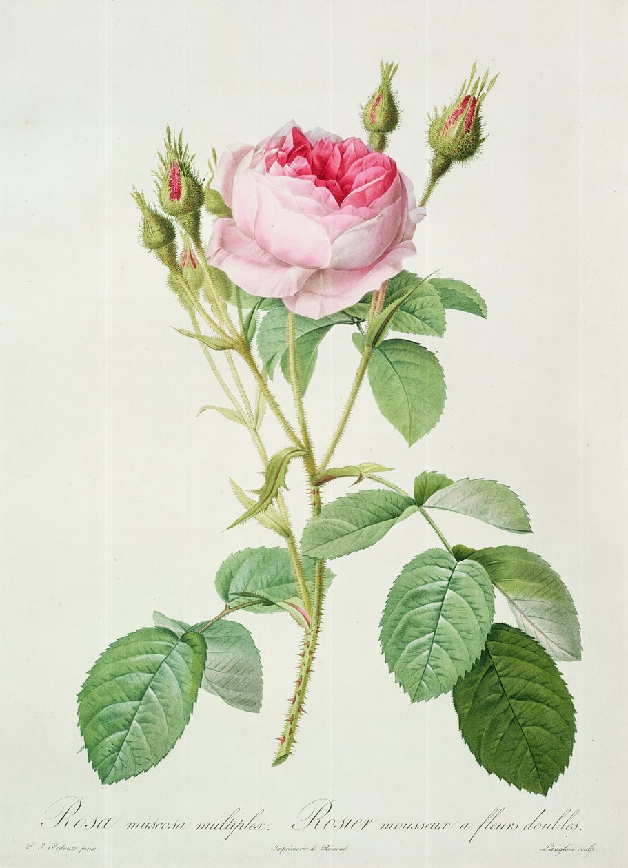 Rosa muscosa multiplex (kaksois sammalruusu), kaiverrettu Langlois, teoksesta "Les Roses", 1817-24 (värillinen akvatinta) tekijältä Pierre Joseph Redouté