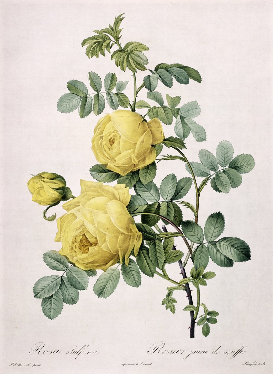 Rosa sulfurea, Langlois