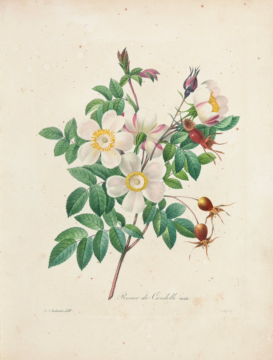 Rosier de Candolle, "Kauneimpien kukkien ja kauneimpien hedelmien valinta", voi. I, 1827-33 tekijältä Pierre Joseph Redouté