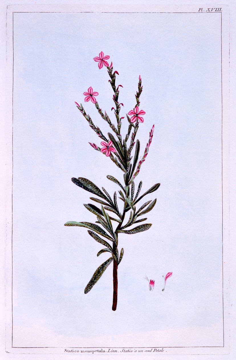 Statice, Phyllostachys spicata tekijältä Pierre Joseph Buchoz