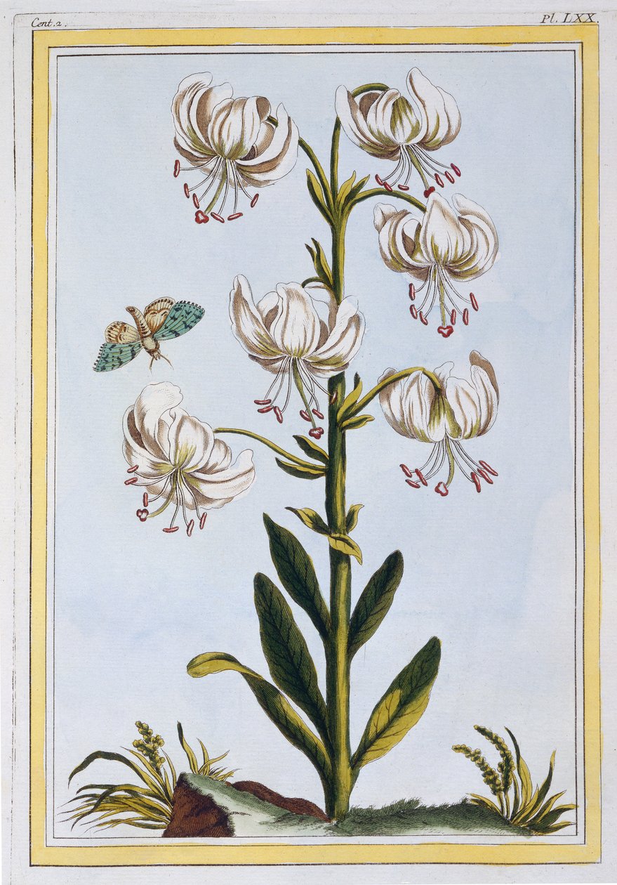 Turkscap Lily prob L. Martagan, Var: Album, n.1776 (käsinvärinen kaiverrus) tekijältä Pierre Joseph Buchoz