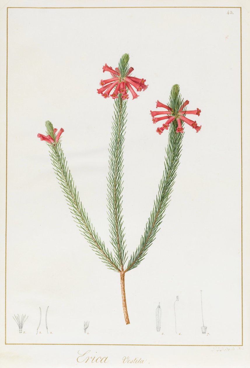 Erica Vestita, 1812 (grafiitti grafiitilla vellumille, wc ja bodycolour). tekijältä Pierre Joseph Redouté