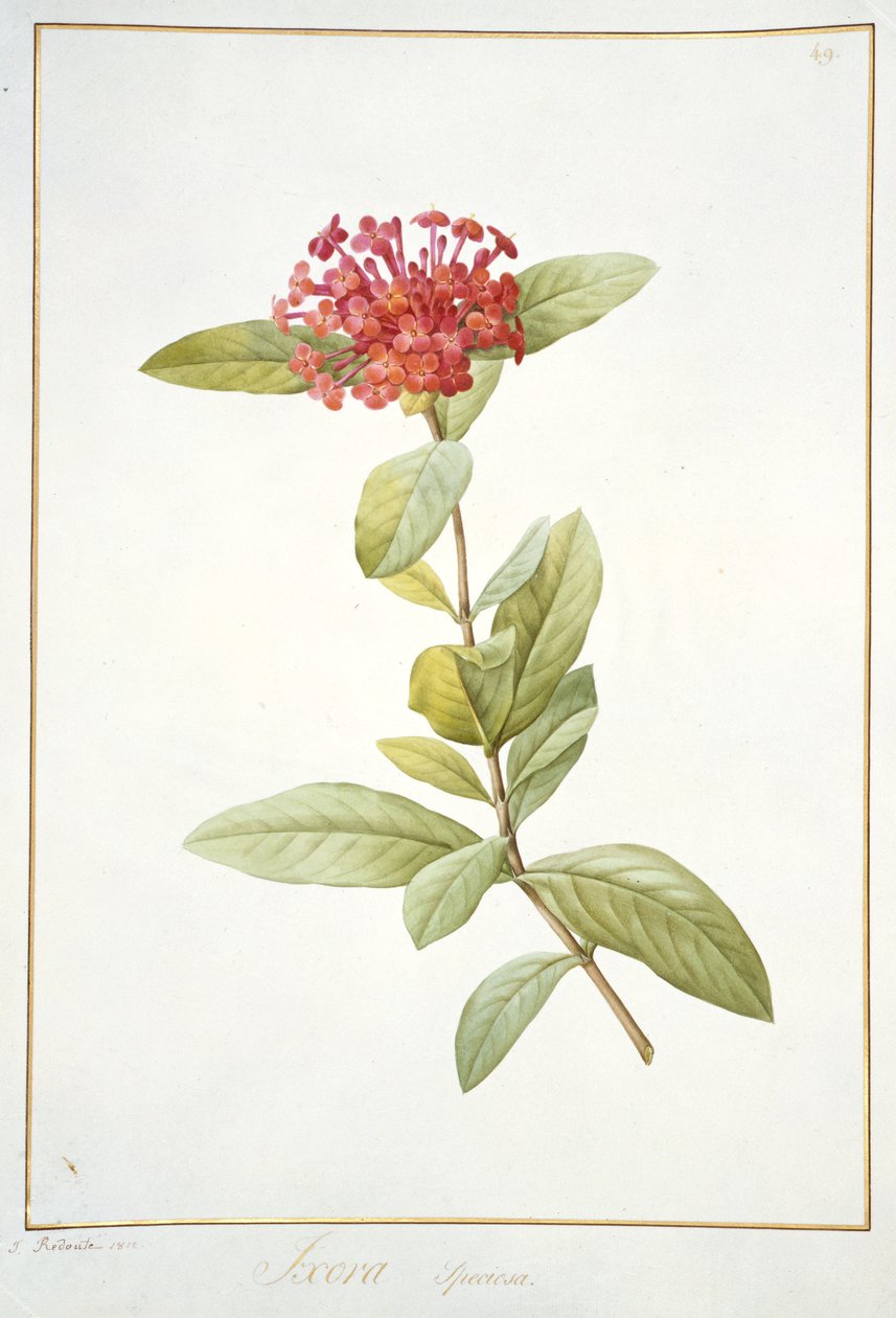 Ixora speciosa, 1812 (wc ja vartaloväri grafiitin päällä perunakalvolla) tekijältä Pierre Joseph Redouté