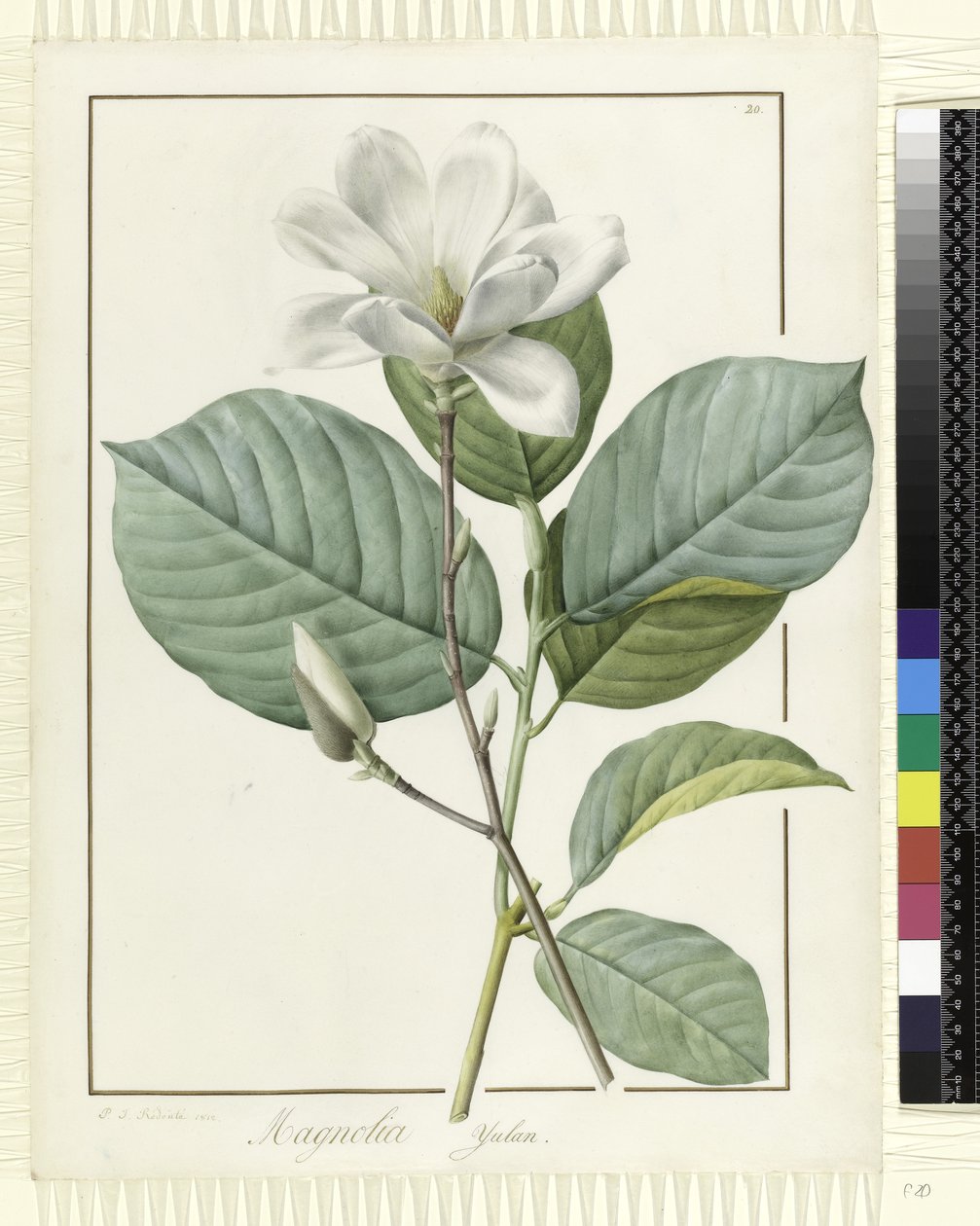 Magnolia yulan Magnolia denudata, 1812 tekijältä Pierre Joseph Redouté