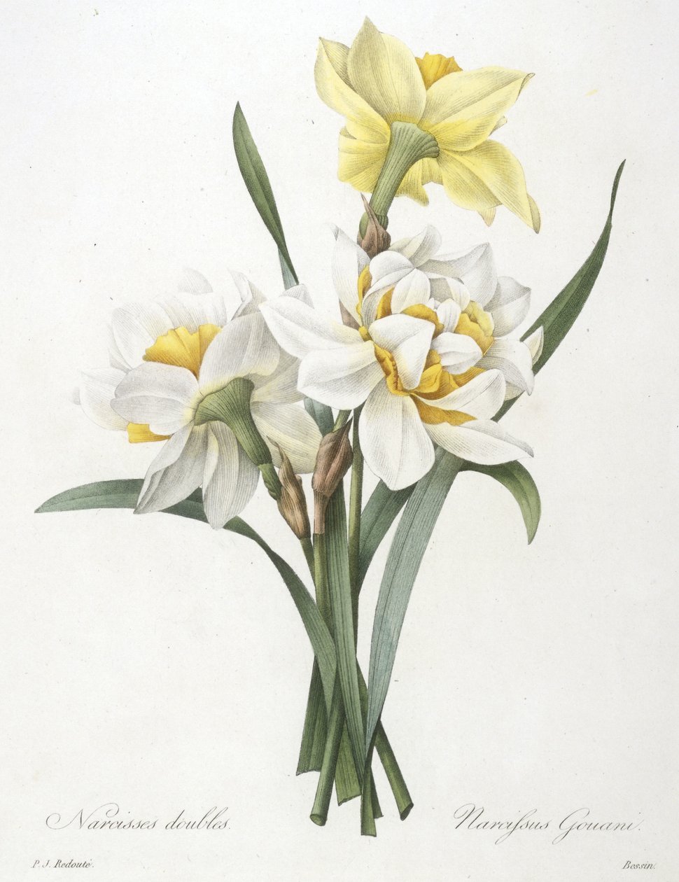 Narcissus gouani (kaksinkertainen narsissi), 1827 tekijältä Pierre Joseph Redouté