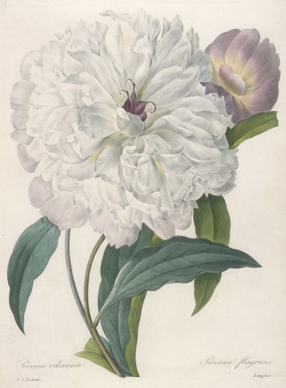Paeonia flagans (Pioni), 1827 tekijältä Pierre Joseph Redouté