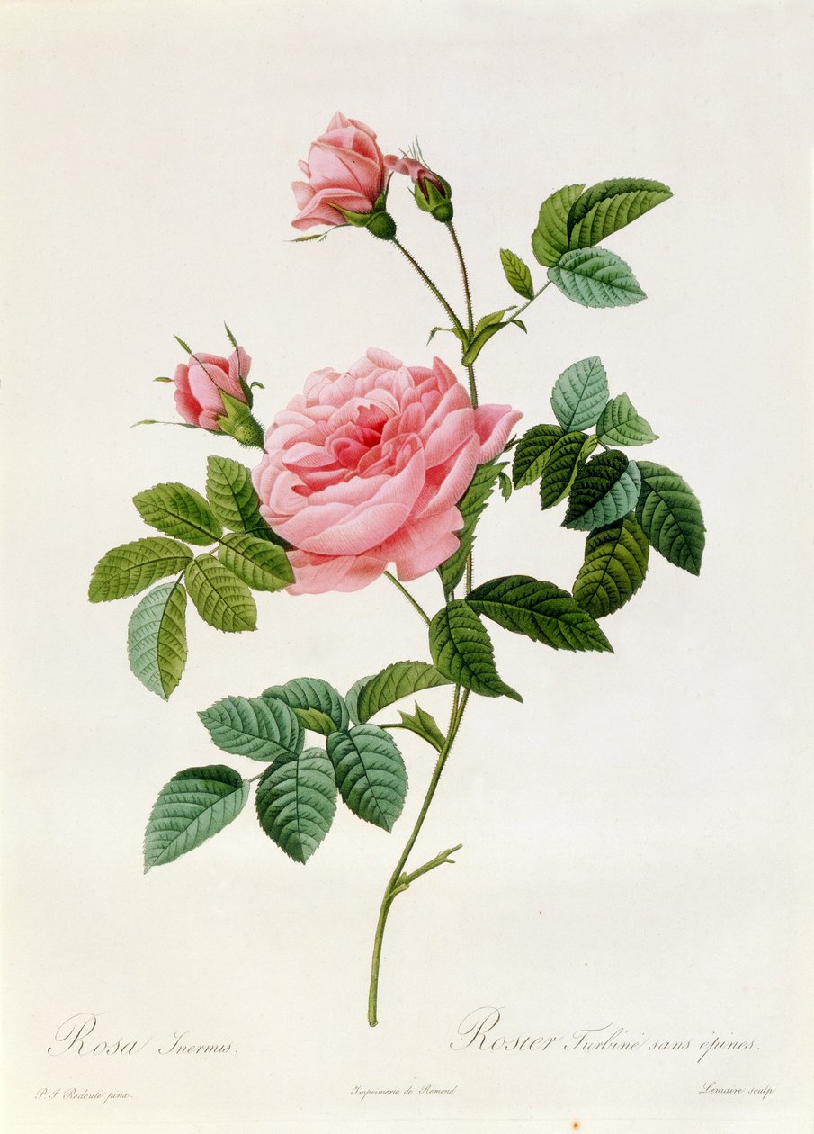Rosa Inermis tekijältä Pierre Joseph Redouté