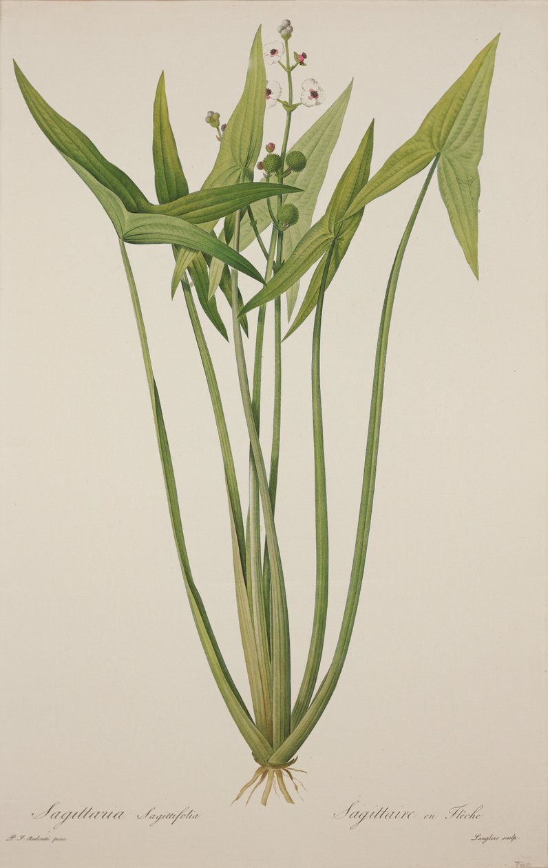 Sagittaria, kaiverrus Langlois (käsinvärinen kaiverrus) tekijältä Pierre Joseph Redouté
