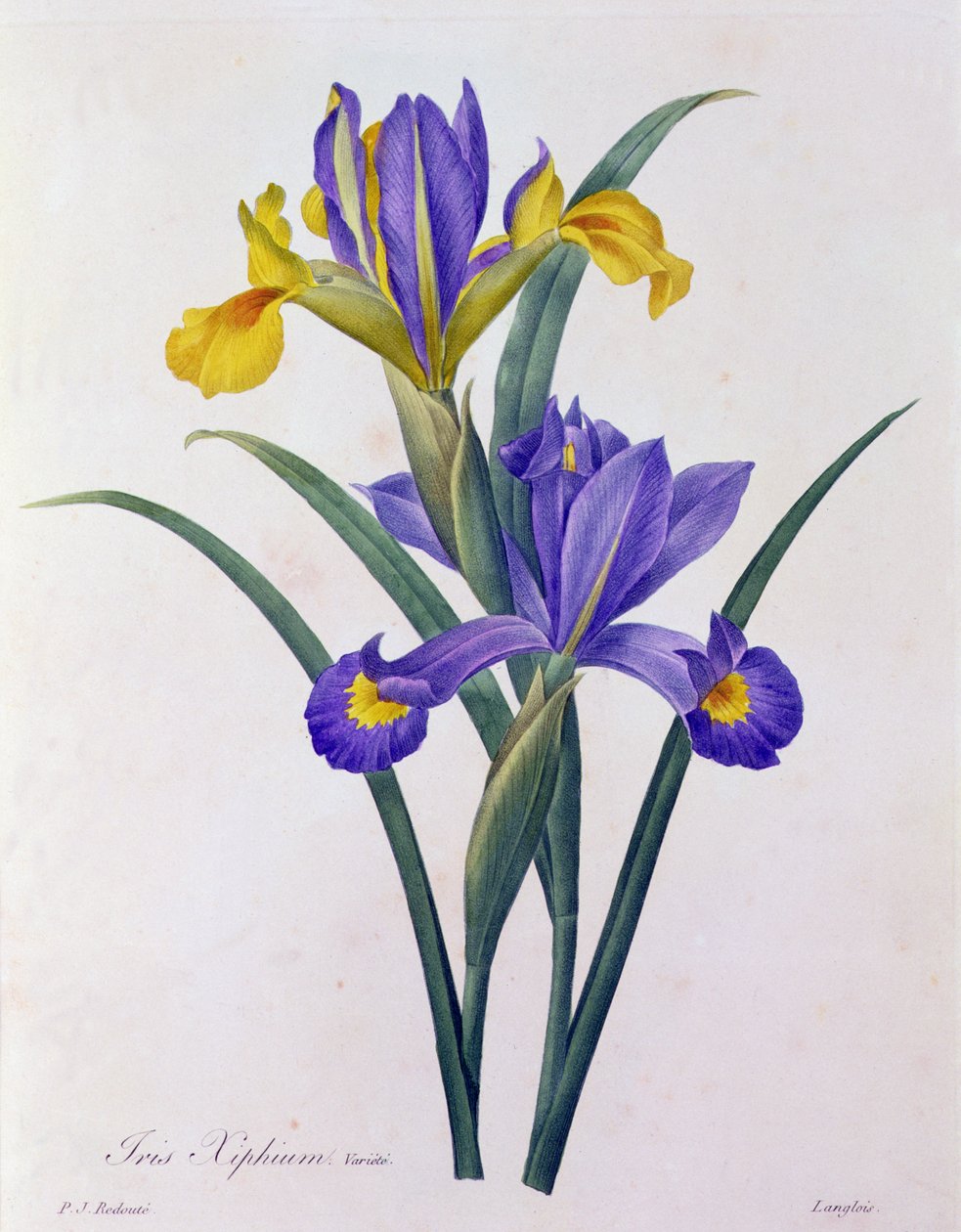 Iris Xiphium (värinen kaiverrus) tekijältä Pierre Joseph Redouté