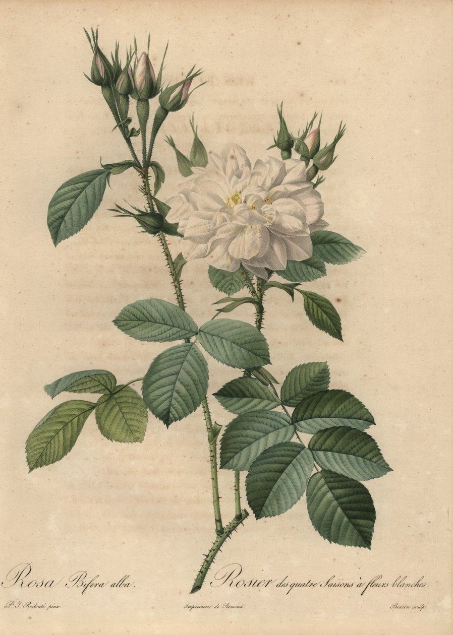 Valkoinen ruusu, Rosa bifera alba. tekijältä Pierre Joseph Redouté