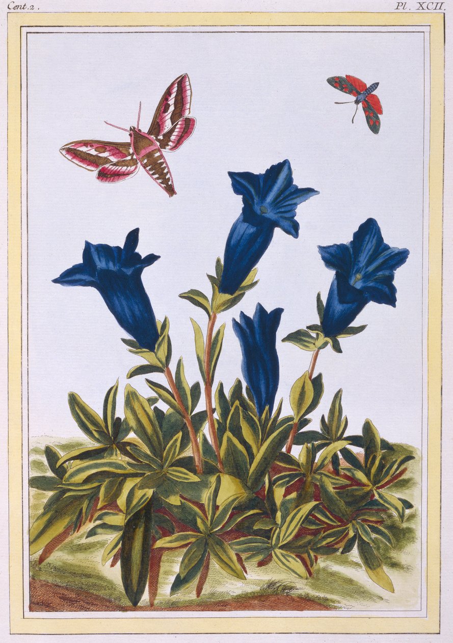 Blue Gentian Trumpet Flower, pub. 1776. tekijältä Pierre Joseph Buchoz