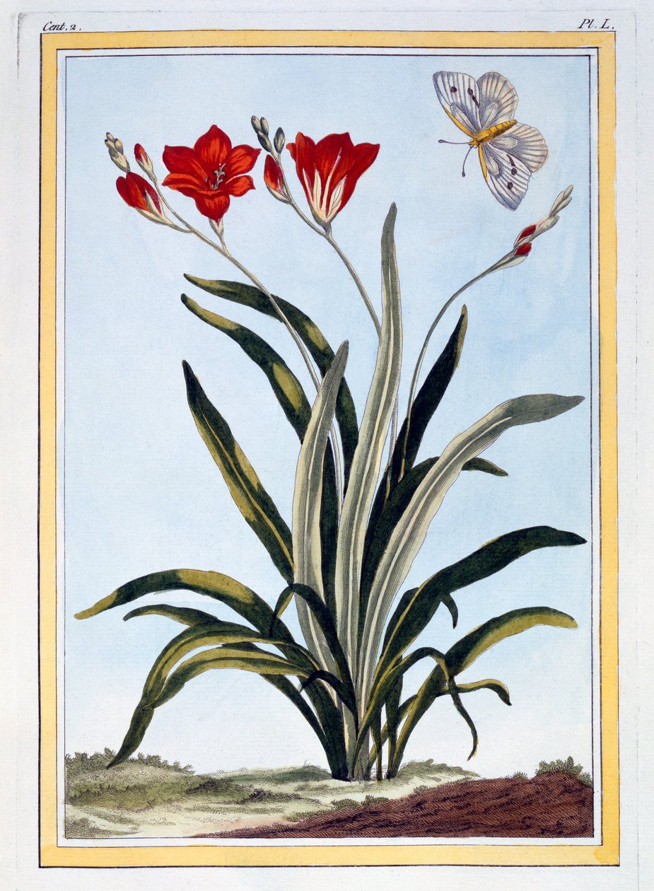 Cornlily, pubi. 1776. tekijältä Pierre Joseph Buchoz