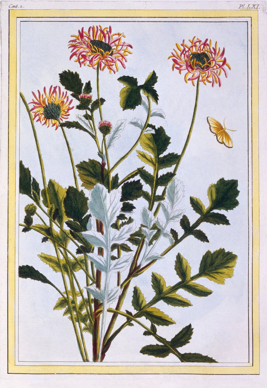 Etiopian Arctotis African Daisy, pub. 1776. tekijältä Pierre Joseph Buchoz