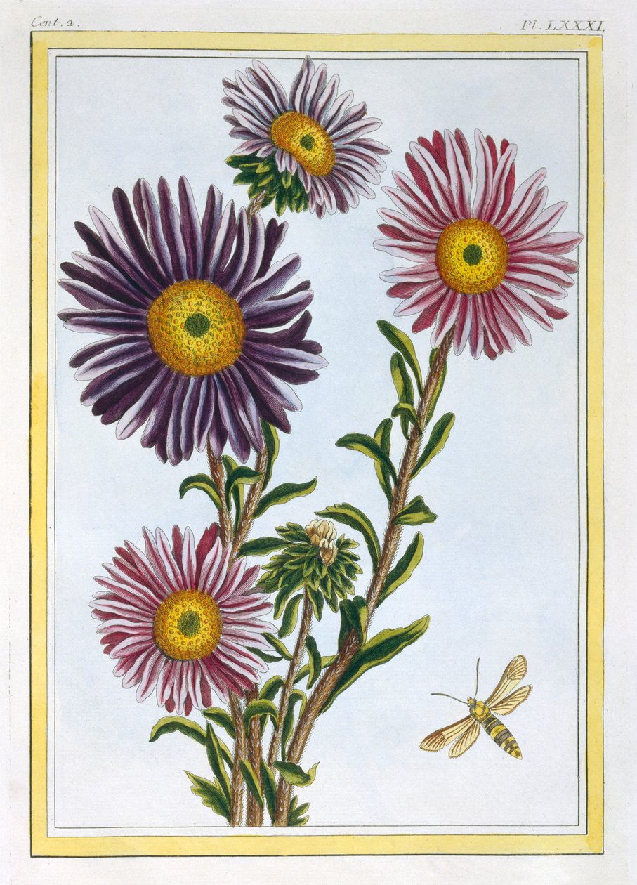 Kuningatar Marguerite Aster, pubi. 1776. tekijältä Pierre Joseph Buchoz
