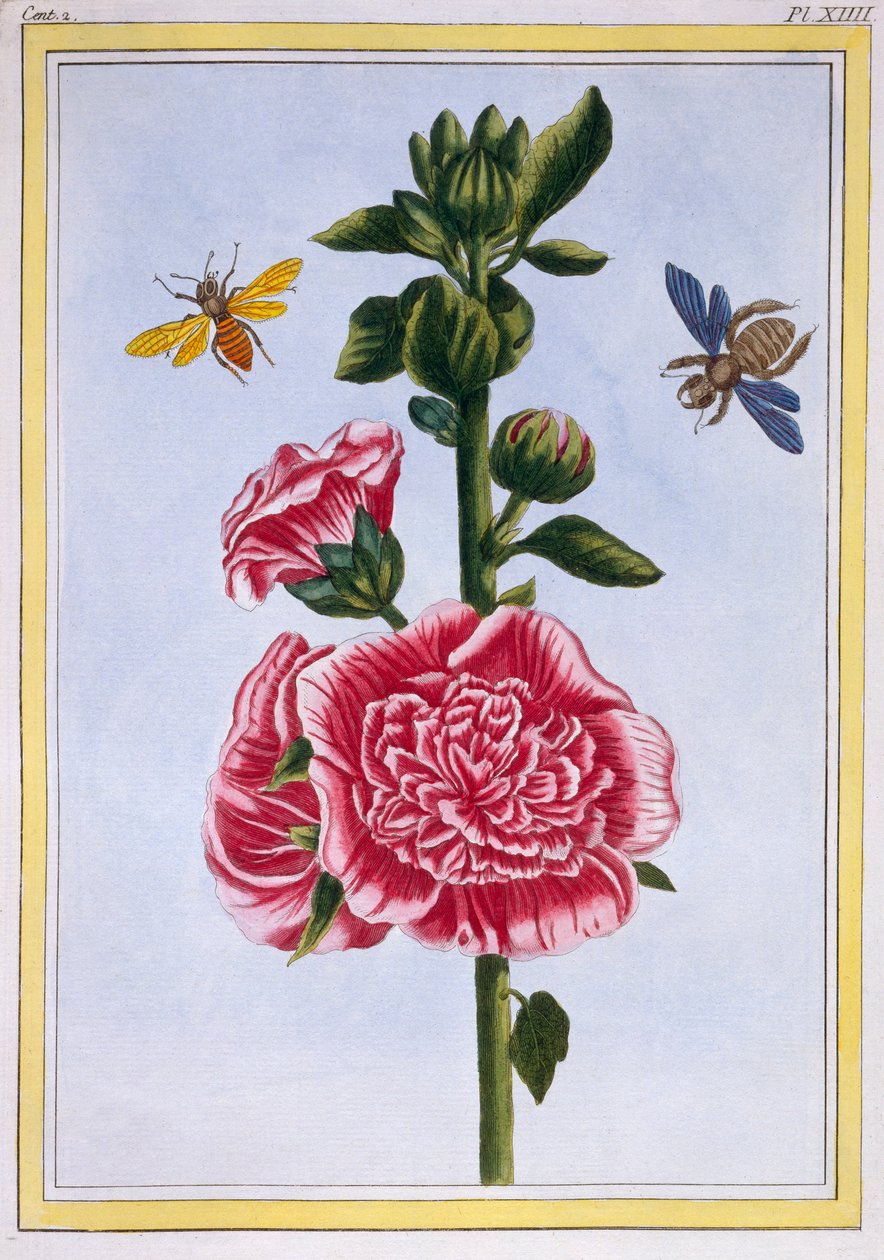 Passerose Hollyhock, pubi. 1776. tekijältä Pierre Joseph Buchoz
