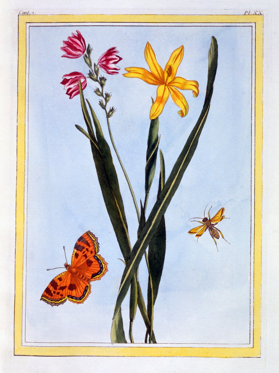 Eteläamerikkalainen Ixia, pubi. 1776. tekijältä Pierre Joseph Buchoz