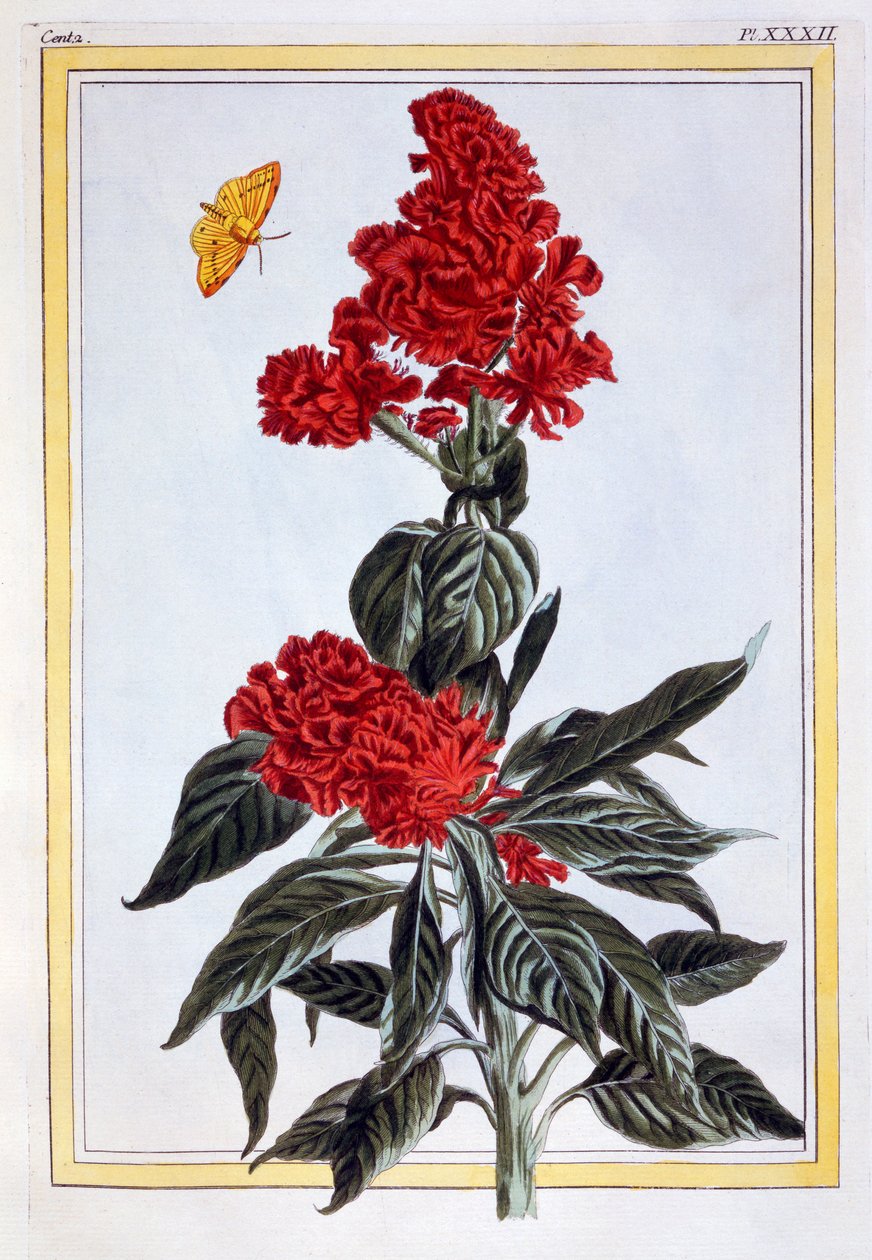 Erilaisia Amaranthusia, pubi. 1776. tekijältä Pierre Joseph Buchoz