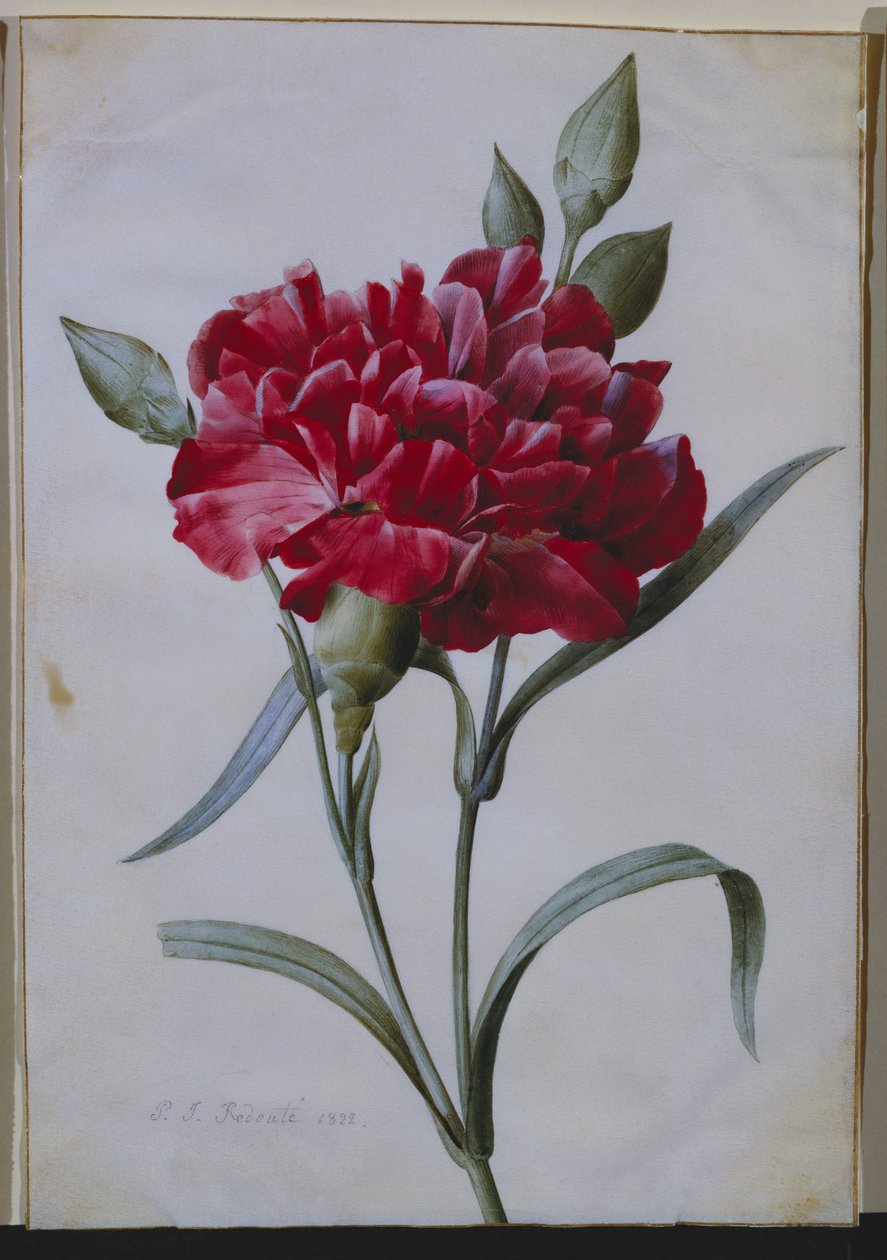 Tummanpunainen neilikka, 1822 tekijältä Pierre Joseph Redouté