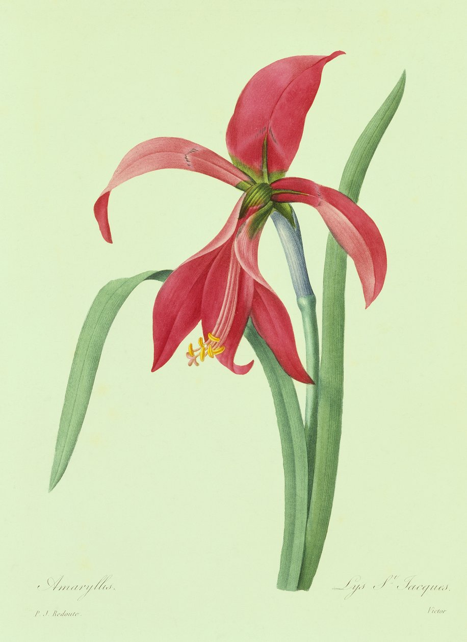 Amaryllis (värillinen kaiverrus) tekijältä Pierre Joseph Redouté