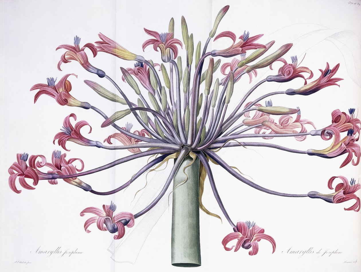 Amaryllis Josephina, 1802-1816 tekijältä Pierre Joseph Redouté