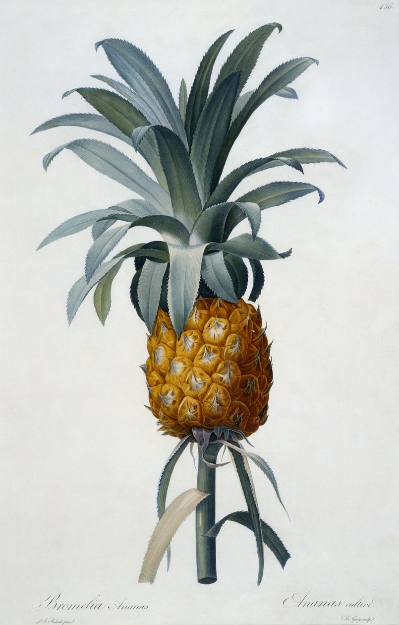 Bromelia Ananas (käsin väritetty kaiverrus) tekijältä Pierre Joseph Redouté