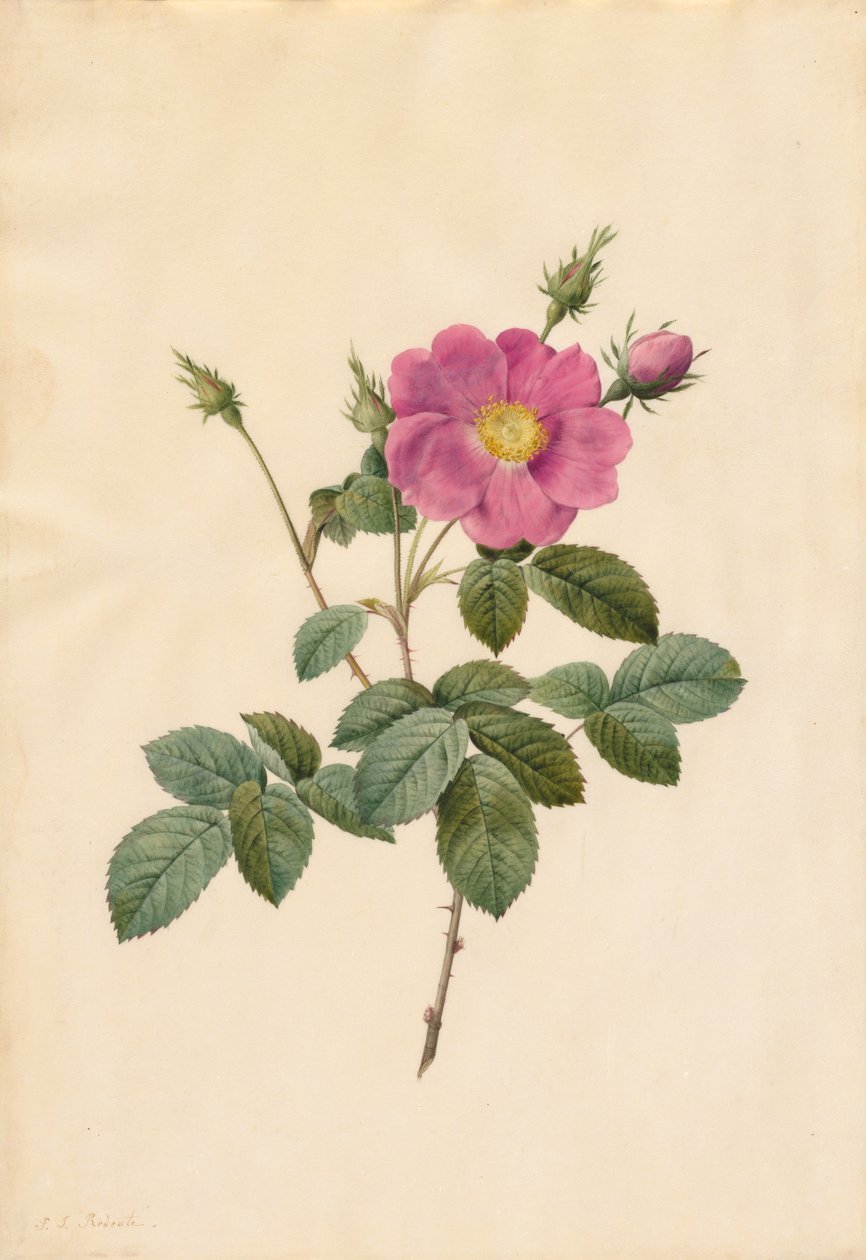 Kaaliruusu (Rosa Centifolia Simplex) tekijältä Pierre Joseph Redouté