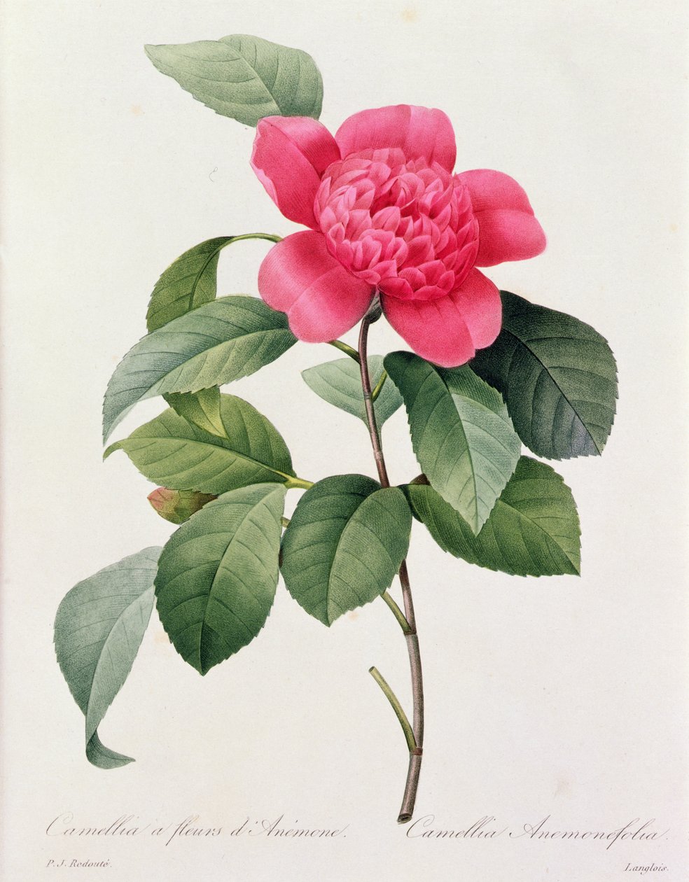 Camellia Anemonefolia (värillinen kaiverrus) tekijältä Pierre Joseph Redouté