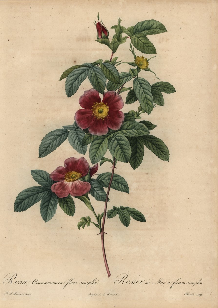 Kaneliruusu, Rosa majalis tekijältä Pierre Joseph Redouté
