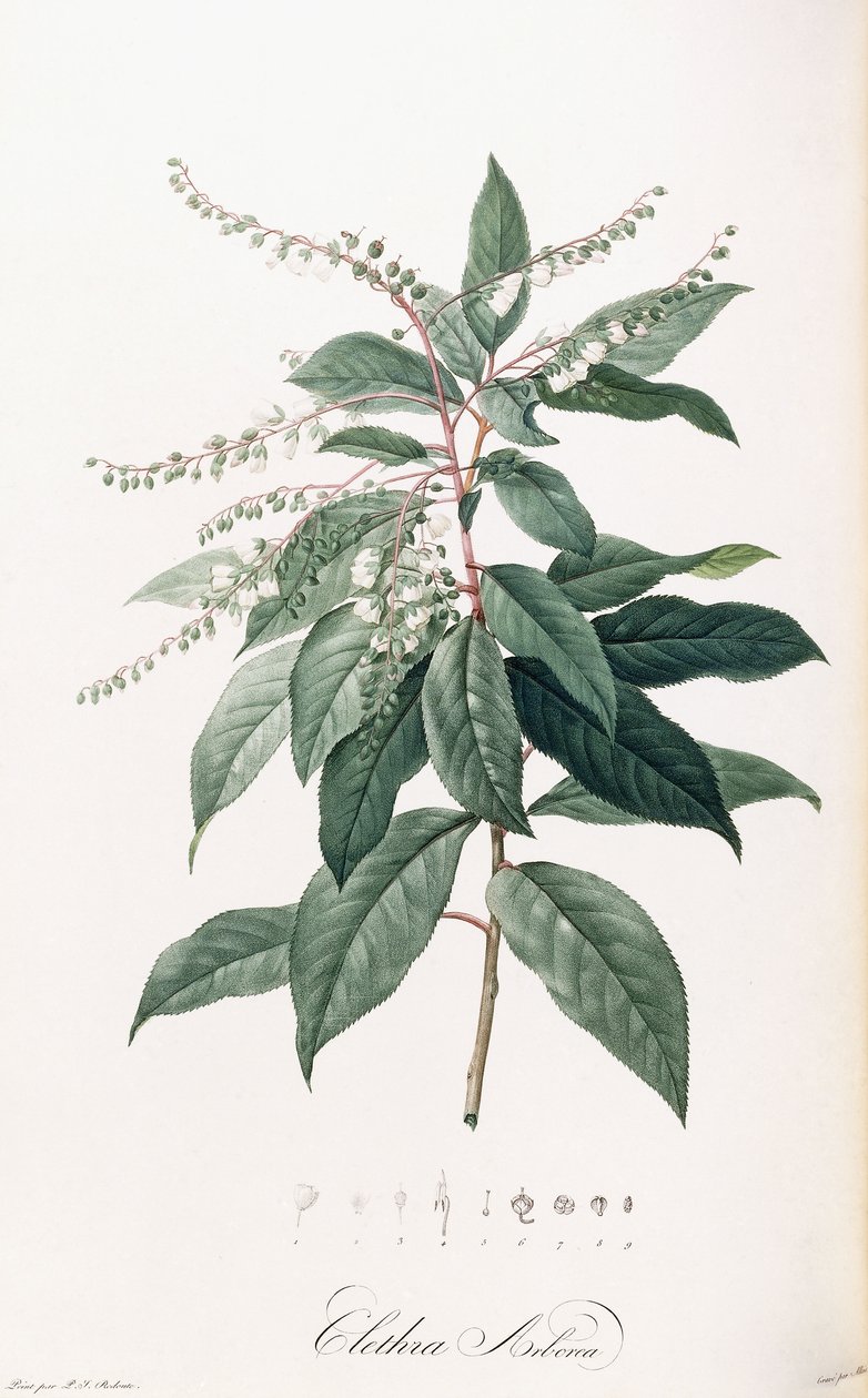Clethra Arborea tekijältä Pierre Joseph Redouté