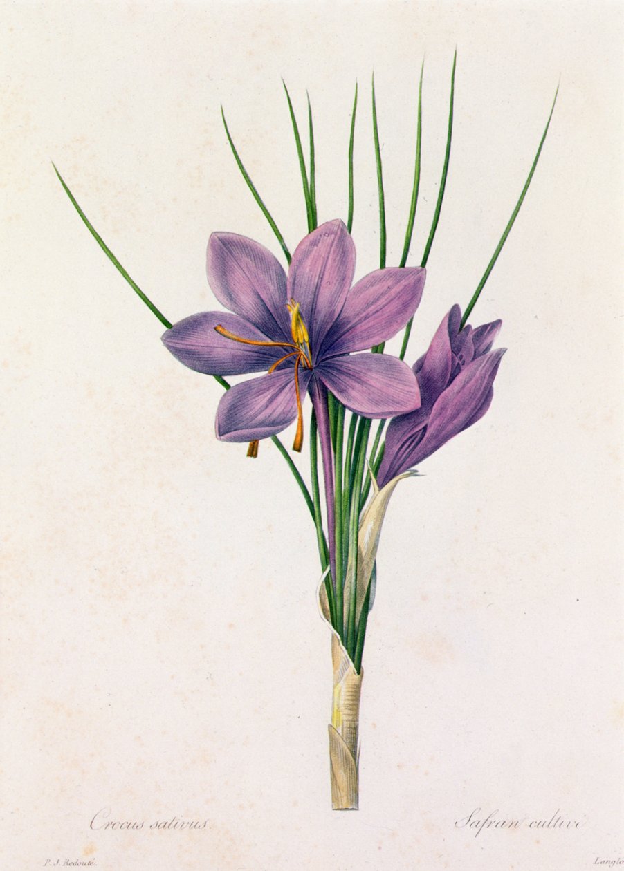 Crocus Sativus (värillinen kaiverrus) tekijältä Pierre Joseph Redouté