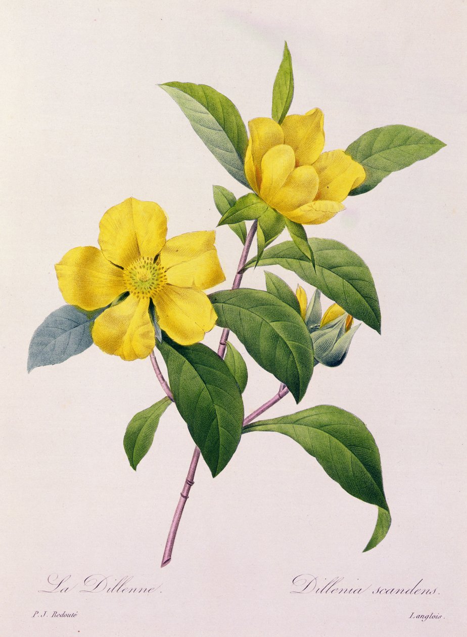 Dillenia Scandens (värillinen kaiverrus) tekijältä Pierre Joseph Redouté