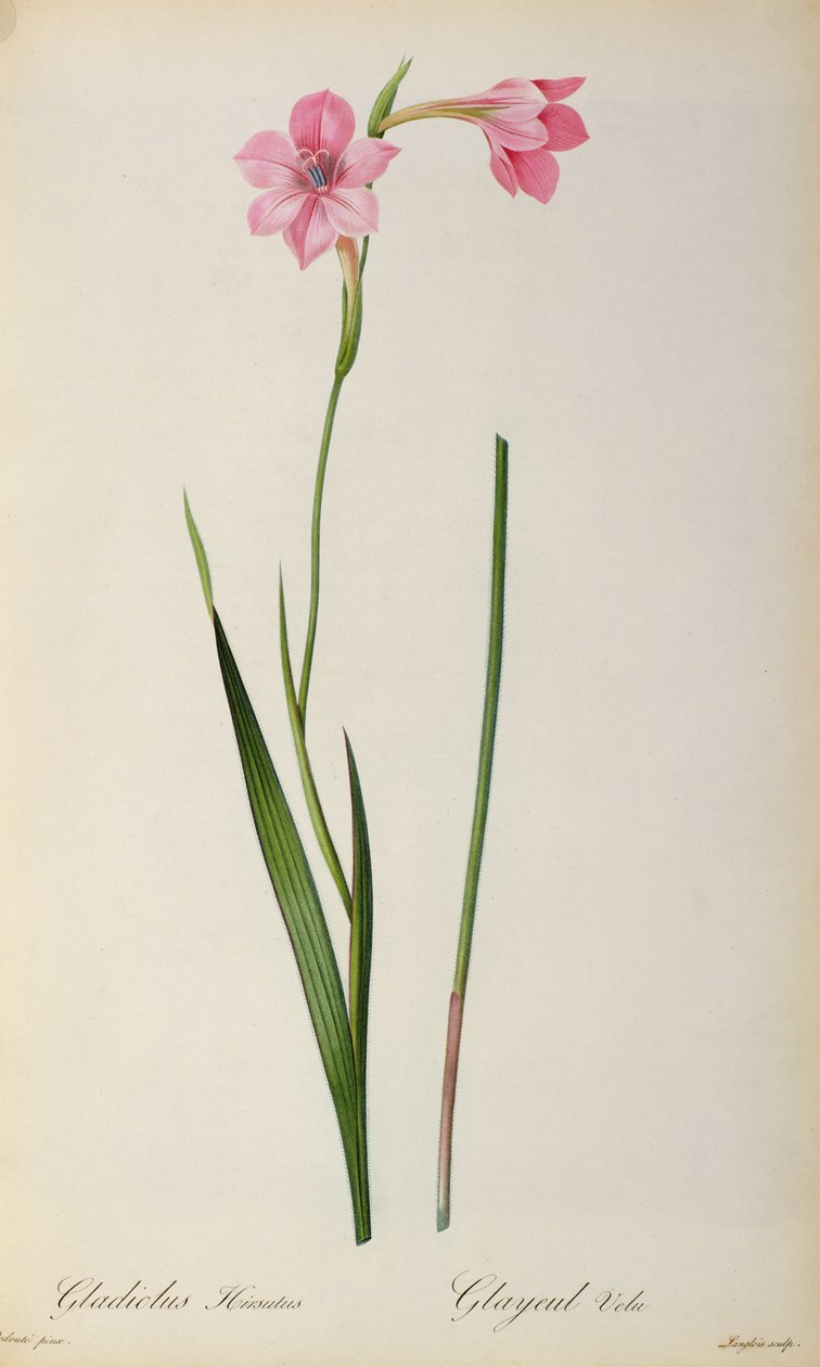Gladiolus Hirsulus, Les Liliaceesista, 1805 tekijältä Pierre Joseph Redouté