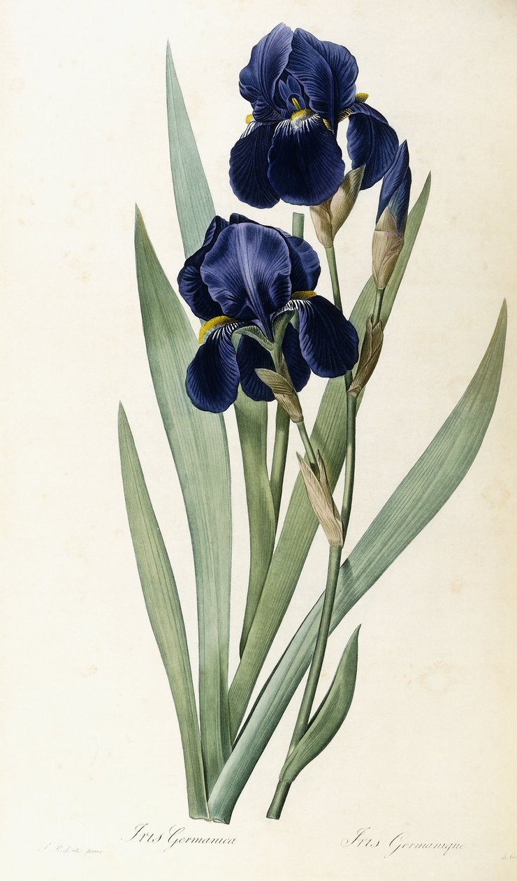 Iris saksalainen tekijältä Pierre Joseph Redouté