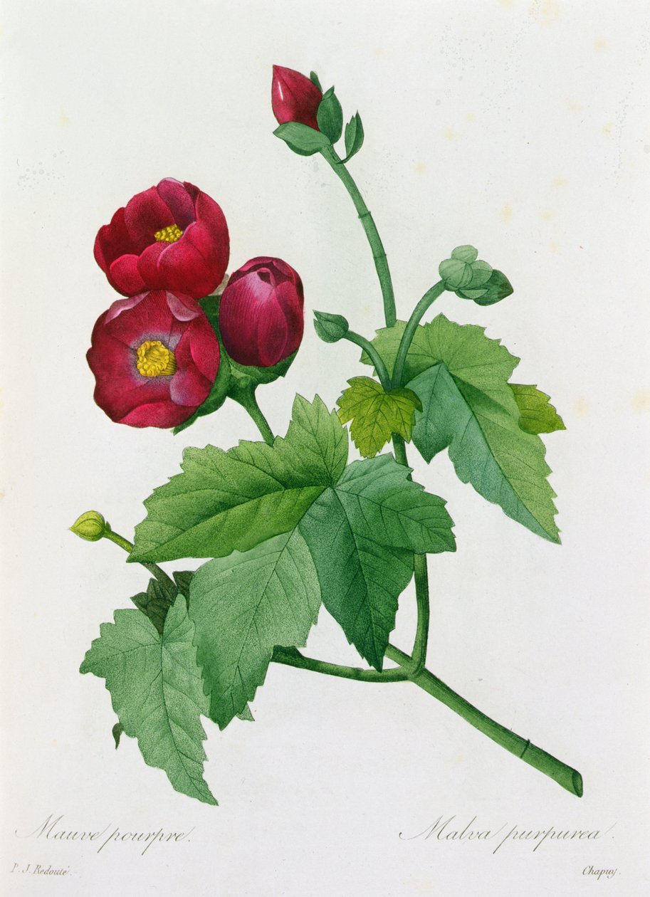Malva Purpurea (värillinen kaiverrus) tekijältä Pierre Joseph Redouté