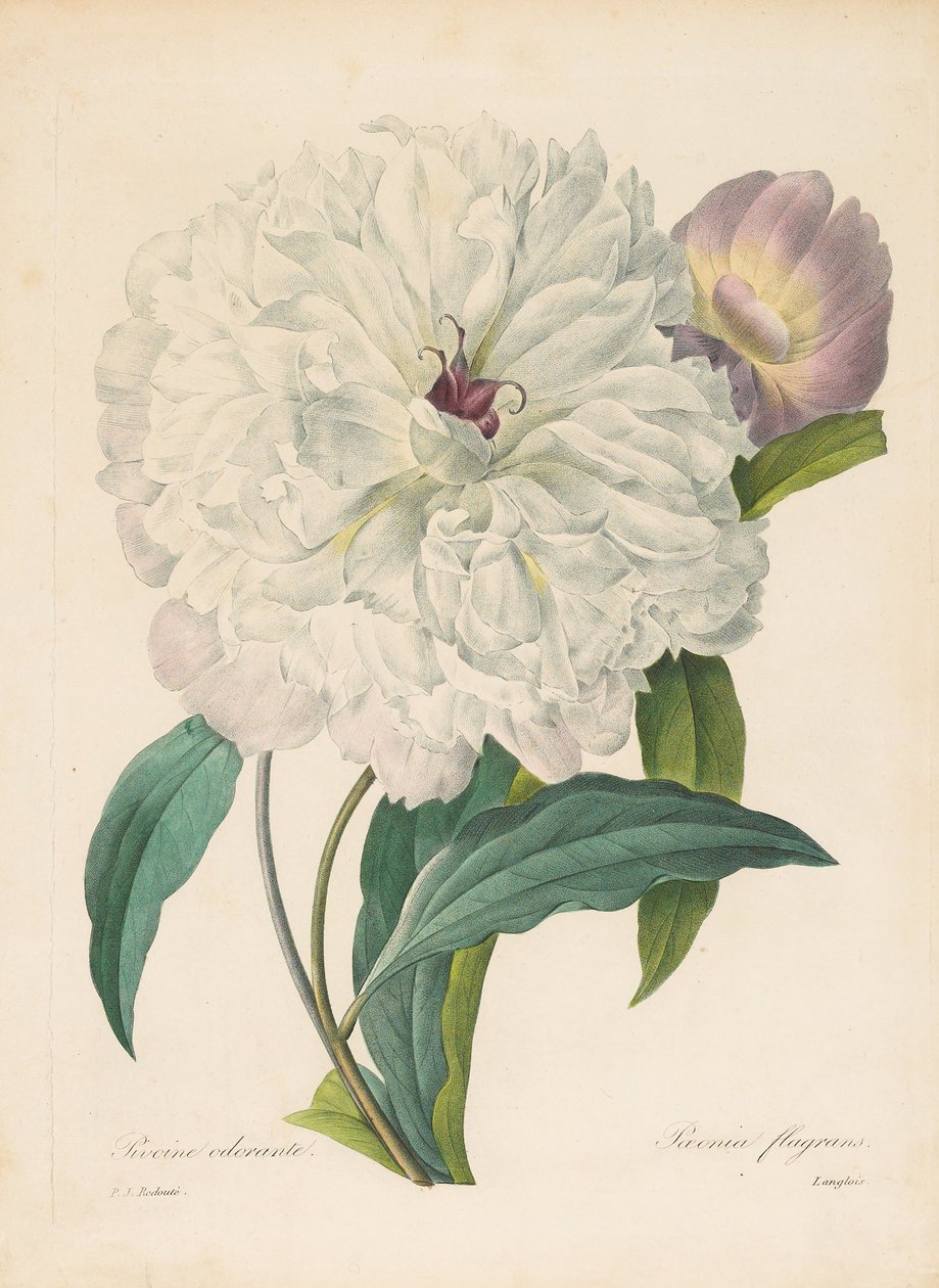 Paeonia flamrans pioni, 1827. tekijältä Pierre Joseph Redouté